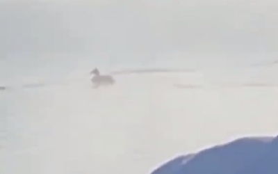 В Якутске дикая утка смогла перезимовать в водоеме ТЭЦ, несмотря на аномальные морозы в декабре