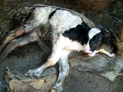 Фотофакт: в Таттинском улусе родился двухголовый теленок