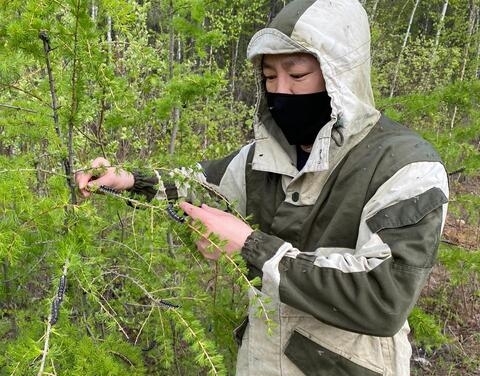 
            В Якутске работают федеральные специалисты по борьбе с сибирским шелкопрядом        