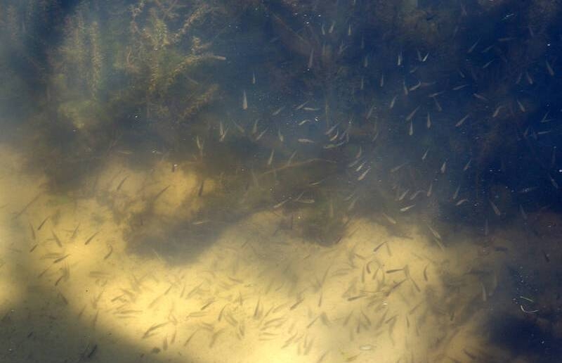 
            ЯТЭК выпустила более 237 тысяч мальков пеляди в реку Аннях        