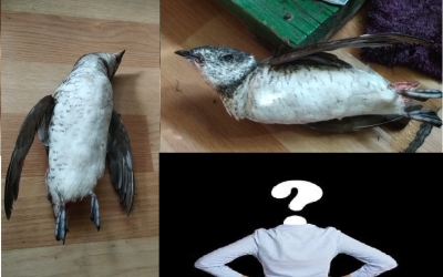 Что за птица? Добытая в Якутии дичь поставила в тупик интернет-пользователей