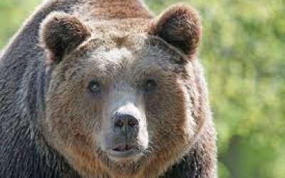 В Якутии медведь залез в коровник и растерзал теленка, ранил корову и еще одного теленка