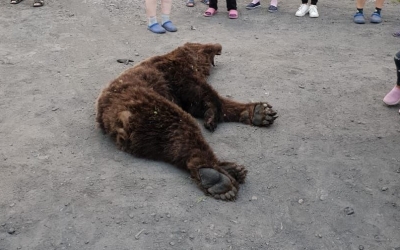 В Якутии медведь забрел в поселок и напал на женщину