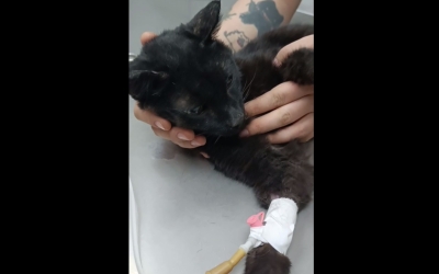 В Якутске спасли кота, который две недели прожил на холоде без еды и воды