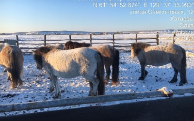 Владельцы восьми лошадей оштрафованы за свободный выпас в Якутске