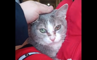 В Якутске парочка выбросила кошку в коридор жилого дома: Новые подробности
