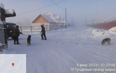 В Якутске отловили 411 безнадзорных собак с начала года