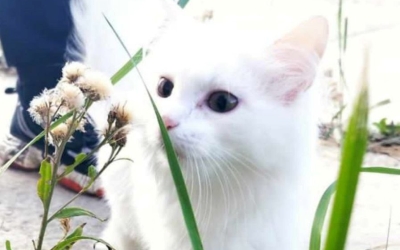 В Якутске девушка вернула владельцам выброшенную ими кошку: Вот так появляются бездомные животные