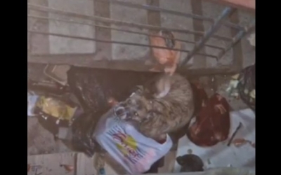 В Якутске зооволонтеры спасли умирающую от голода собаку в наморднике