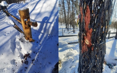 В Якутии поглумились над священным деревом