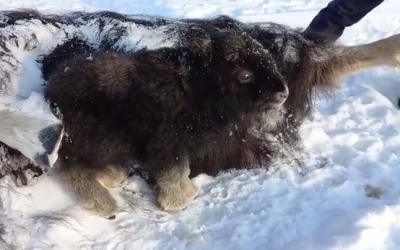 В Якутии погибла мама овцебыка. Новорожденный малыш остался сиротой