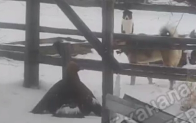 В якутское село залетела огромная хищная птица