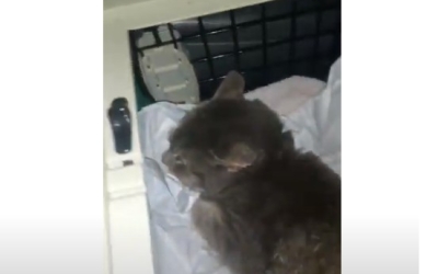 В Якутске спасена застрявшая в обмотке теплотрассы кошка