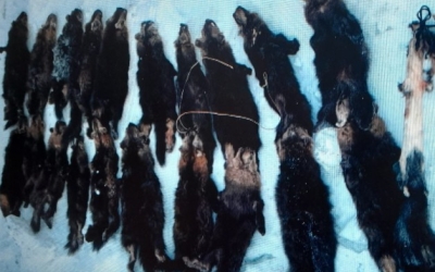В Якутии браконьер добыл 32 соболя с помощью капканов