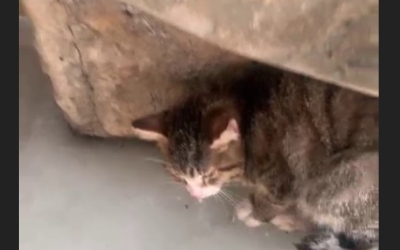В Якутске кошка примерзла ко льду под домом: Бедному животному грозит ампутация всех лап