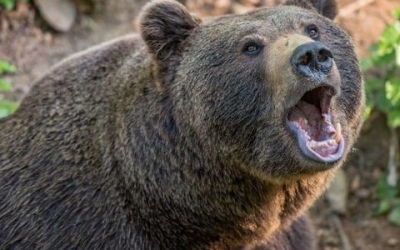 В Якутии медведица с детенышами напала на охотников: Ранее жертвой ее агрессии чуть не стал местный житель
