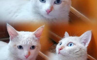 Письмо читателя: Помогите коту с печальными небесно-голубыми глазами
