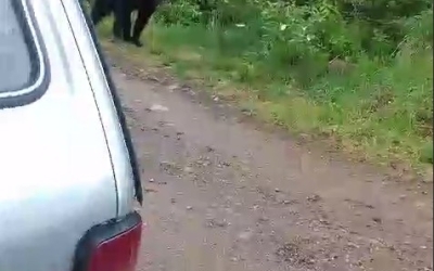 В дачный поселок в Якутии забрел молодой медведь