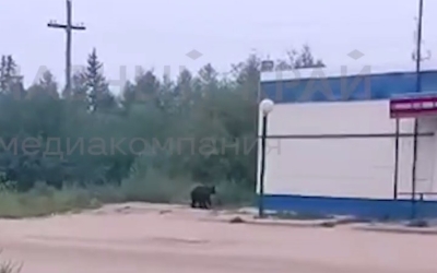 В центре города в Якутии замечены медведи
