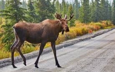 В Якутии сбили лося, оттащили на полкилометра от дороги и разделали