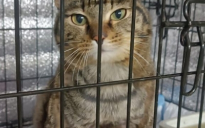 Умер от побоев: Молодой человек, обвиняемый в издевательствах над котом Василием, пока остается безнаказанным