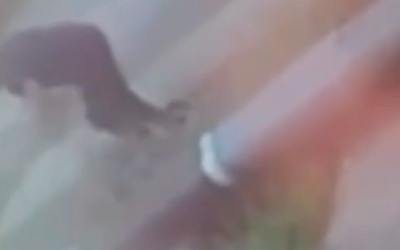 "У меня сдали нервы": Якутянка забила насмерть собаку палкой