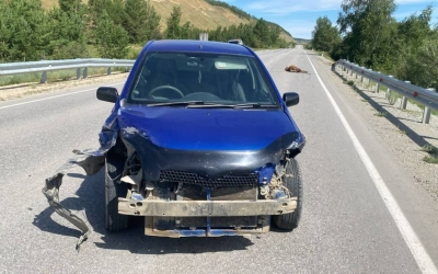 В Якутии совершен уже третий наезд на лошадей на автотрассе "Умнас"