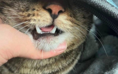 Душили за шею, били битой и ножом: Девушки осуждены за садистское обращение с кошкой