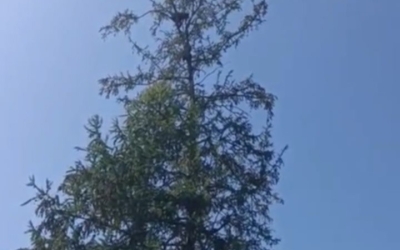 Неожиданное соседство: Двое медвежат спрятались на дереве, под которым обедали дорожники