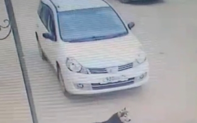 В Якутске водитель переехал мирно отдыхающую собаку