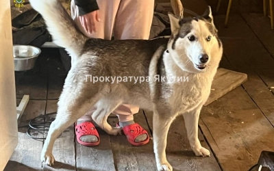 Жительница Якутска натравила собаку на девушку-участкового: Животное выполнило команду и укусило