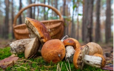 В Якутии в лесу пропала семья: Ведутся поиски мужчины и двух малолетних девочек