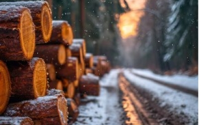 В Верхоянском районе депутат предстал перед судом за незаконную рубку лесных насаждений в особо крупном размере