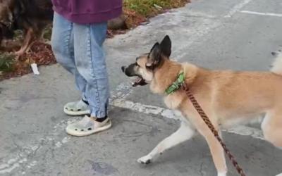 "Настроения нет совсем": Зоозащитница из Якутии почти неделю ремонтировала автобус и снова отправилась в дорогу