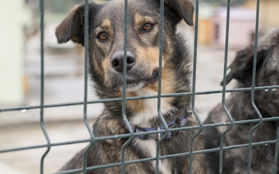 В Якутии волонтеры обратились в суд на Приют для безнадзорных животных