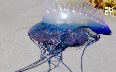 Отдых в Таиланде едва не закончился трагедией для 8-летнего мальчика из Якутска