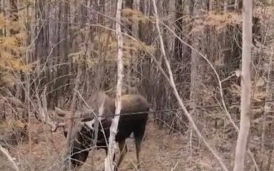 В Мегино-Кангаласском районе спасают лося, запутавшегося в оптоволокне на автомобильной трассе