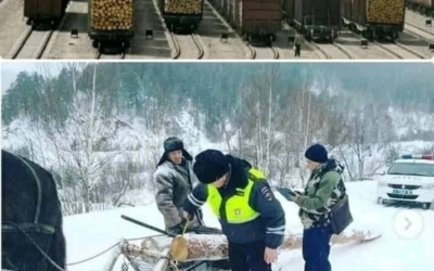 Конфисковали трактор, бензопилу и дрова: Якутянин осужден за спиленные деревья