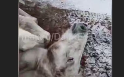 Житель Якутии спас лошадь, которая неудачно упала и не могла подняться