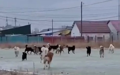 Когда закончится беспредел с собаками? Общественное объединение "Северные псы" обратилось к властям Якутии