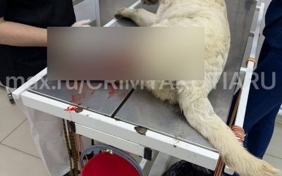 В Якутске задавили и оставили умирать собаку: Полиция до сих пор не отреагировала