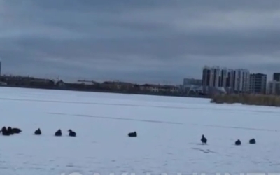 Спасут ли уток на озере Сайсары, или Почему дикие птицы стали домашними и оказались на краю гибели?