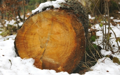 Хотел достроить дом: Якутянина осудили по уголовному делу за две лиственницы