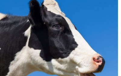 Соцсети: В Якутии стадо коров провалилось под лед и утонуло