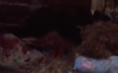 На волоске от смерти: Охотник вернулся в свое зимовье и встретил там... медведя