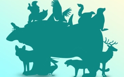 Сколько животных спрятано на картинке? Логическая головоломка. Смелее, попробуй!