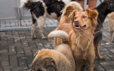 Бывший руководитель Департамента ветеринарии Якутии обвинен в получении взяток и халатности, которая привела к смертельным нападениям собак на людей