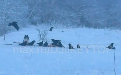 Собаку выбросили на трассе под Якутском: она ждёт хозяев уже больше двух недель