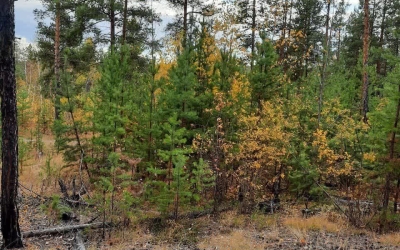 Арест, суд и жена убийцы. Продолжение истории о «Призраке Хатасской девушки»