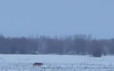 Волки или собаки? Минэкологии Якутии раскрыло тайну «хищников» с Зеленого луга